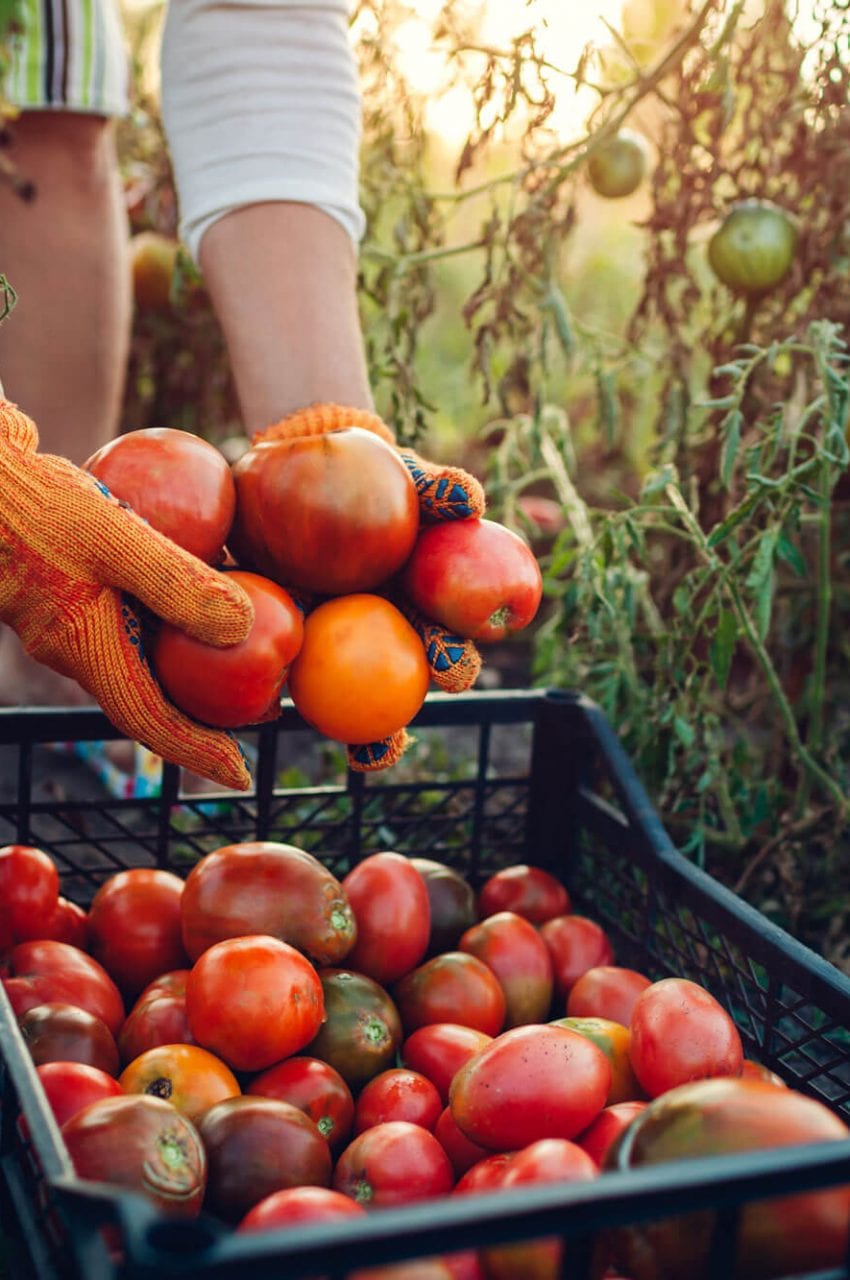 https://peninsulacanada.com/wp-content/uploads/2021/05/Agro-Culture-Tomatoes-850x1280.jpeg